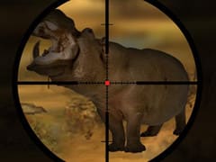 Classical Hippo Hunting