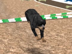 Dog Racing Simulator 3D