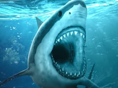 Hungry Shark